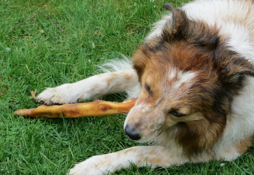 Fußgängerin von Hund gebissen