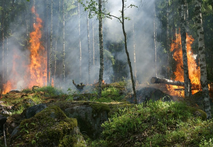 Wald hat sich entzündet