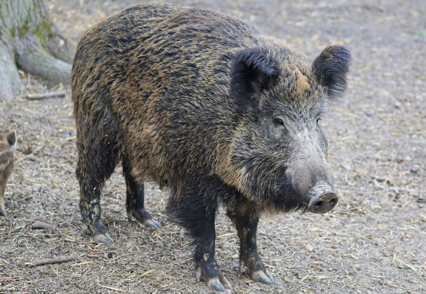 Wildunfälle im Bereich der PI Amberg