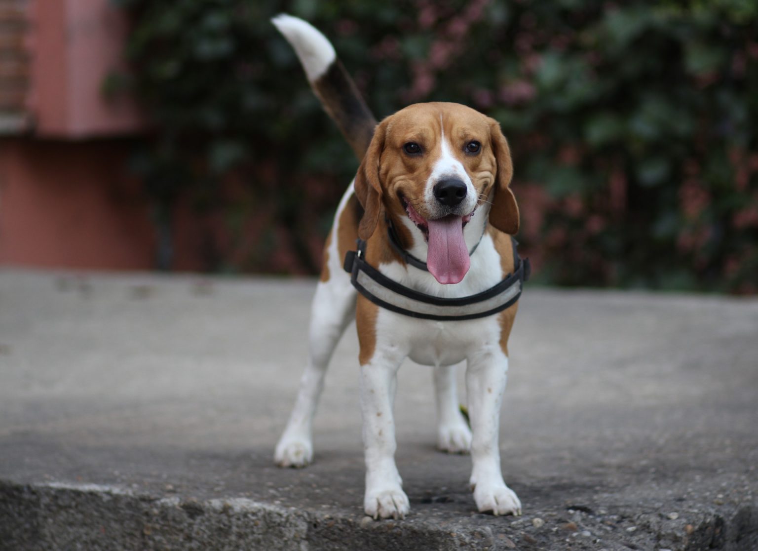 Herrenloser Hund in Schwandorf NachrichtenOberpfalz