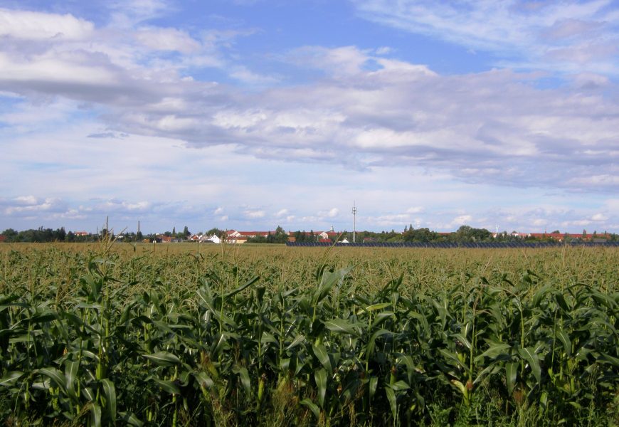 Milchlaster landet im Maisfeld