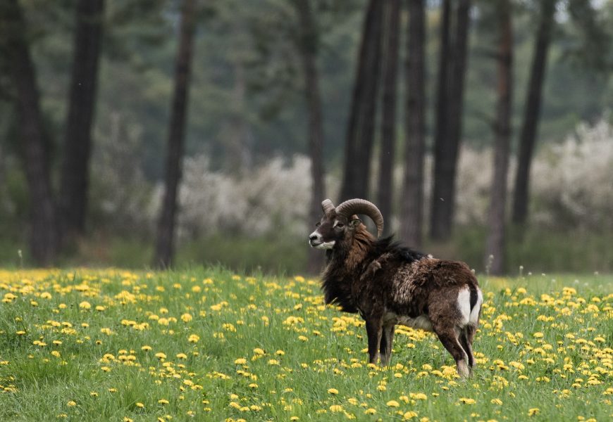 Randalierende Mufflons im Leuchtenberger Ortsteil Michldorf