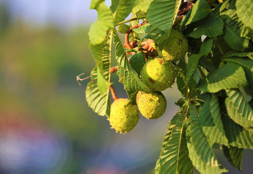 Kastanienbaum im Stadtpark beschädigt